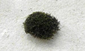 Green Branched Weed - Not Known - Cladophora prolifera - Type: Seaweeds