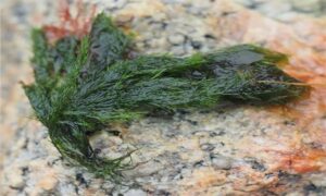 Green Branched Weed - Not Known - Cladophora rupestris - Type: Seaweeds