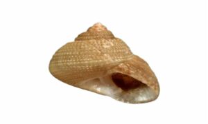 Not Known - Not Known - Clanculus albanyensis - Type: Sea_snails