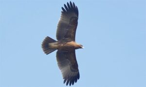 Indian Spotted Eagle - Deshi Guti Egol (দেশি গুটি ঈগল) - Clanga hastata - Type: Marine_birds