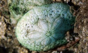Sand dollars, Sea biscuits, Cake urchins - Not Known - Clypeaster reticulatus - Type: Sea_urchin