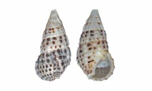 Necklace cerith - Khora leza/Shamuk (খোড়া ল্যাজা/শামুক) - Clypeomorus batillariaeformis - Type: Sea_snails
