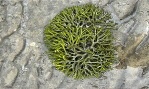Dead man's fingers,Grenseafingers, Green sea velvet - Not Known - Codium fragile - Type: Seaweeds
