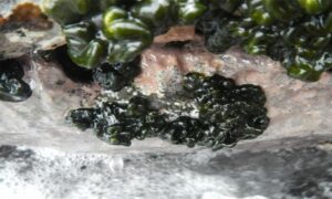 Not Known - Not Known - Codium spongiosum - Type: Seaweeds