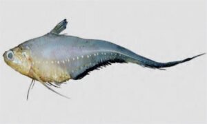 Goldspotted grenadier anchovy - Olua (অলুয়া), Boiragi (বৈরাগী) - Coilia dussumieri - Type: Bonyfish