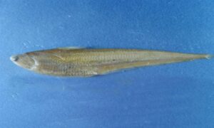 Osbeck's grenadier anchovy - Olua (অলুয়া) - Coilia mystus - Type: Bonyfish