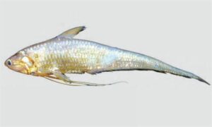 Ramcarat grenadier anchovy - Boga olua (বগা অলুয়া), Boiragi (বৈরাগী) - Coilia ramcarati - Type: Bonyfish