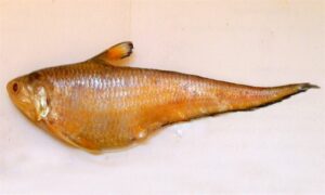 Reynald's grenadier anchovy - Renal Olua (রেনাল অলুয়া), Olua (অলুয়া), Kariali (কড়িয়ালি) - Coilia reynaldi - Type: Bonyfish