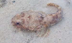 Flat toadfish - Byang machh (ব্যাং মাছ) - Colletteichthys dussumieri - Type: Bonyfish