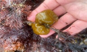 Sea Poatato,Oyester Thief - Not Known - Colpomenia peregrina - Type: Seaweeds