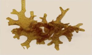 Bladder - Not Known - Colpomenia ramosa - Type: Seaweeds