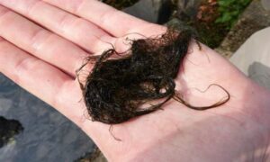 Not Known - Not Known - Compsopogon caeruleus - Type: Seaweeds