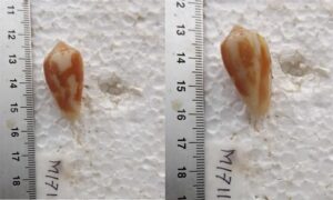 - - Conus boeticus - Type: Sea_snails
