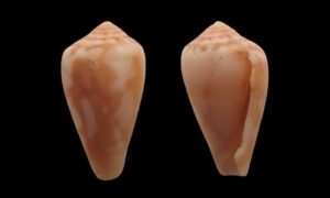 Red sea cone - Gol Angkti Shamuk (গোল আংটি শামুক) - Conus erythraeensis - Type: Sea_snails