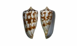 Stigma cone - Ankgti shamuk - Conus collisus - Type: Sea_snails