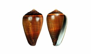 Fig cone, clay cone - Angkti shamuk (আংটি শামুক) - Conus figulinus - Type: Sea_snails