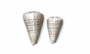 Leopard cone - kone shamuk (কোণ শামুক)