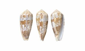 Monastic cone - ful angkti (ফুল আংটি) - Conus monachus - Type: Sea_snails