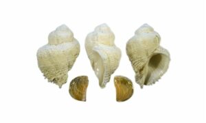 South seas coral shell - Choto tikka shamuk (ছোট টিক্কা শামুক) - Coralliophila erosa - Type: Sea_snails
