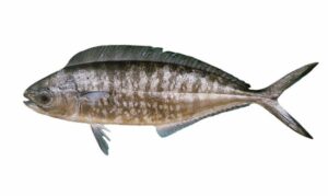 Pompano dolphinfish - Choto Dolphin Mach (ছোট ডলফিন মাছ) - Coryphaena equiselis - Type: Bonyfish