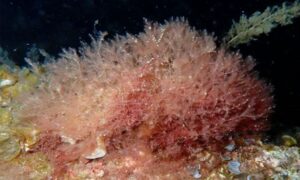 Not Known - Not Known - Cottoniella filamentosa - Type: Seaweeds