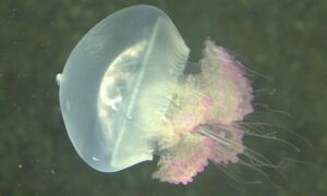 Blue jellyfish - Neel Jellyfish (নীল জেলিফিশ) - Crambione mastigophora - Type: Jellyfish