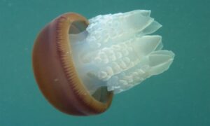 Not Known - Neel Jellyfish (নীল জেলিফিশ) - Crambionella orsini - Type: Jellyfish