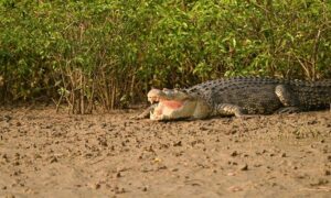 Estuarine Crocodile, Saltwater Crocodile - Lonapanir Kumir (লোনাপানির কুমির) - Crocodylus porosus - Type: Crocodiles