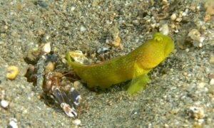 Yellow prawn-goby - Chingri bailya (চিংড়ি বাইল্যা) - Cryptocentrus cinctus - Type: Bonyfish