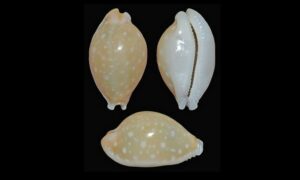 Dilwynis cowrie - Kori (কড়ি) - Cryptocypraea dillwyni - Type: Sea_snails