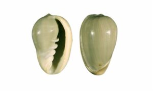 Broad marginella - Moth koyre (মথ করি) - Cryptospira ventricosa - Type: Sea_snails