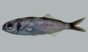 Bigeye cigarfish - Sijar mach (সিজার মাছ) - Cubiceps pauciradiatus - Type: Bonyfish