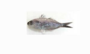 Shadow driftfish - Not Known - Cubiceps whiteleggii - Type: Bonyfish