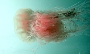 Lion's mane jellyfish/ Sea-mane Jellyfish - Jellyfish (জেলিফিশ) - Cyanea nozakii - Type: Jellyfish
