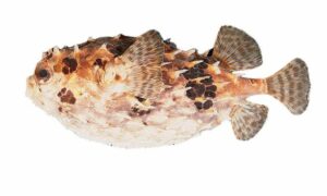Birdbeak burrfish - Sajaru Potka (সজারু পটকা) - Cyclichthys orbicularis - Type: Bonyfish