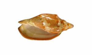 Princely volute/ crown volute - Bukchira (বুকচিরা), - Cymbiola aulica - Type: Sea_snails