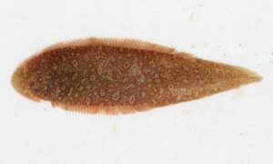 Fourlined Tonguesole - Boro Patamachh (বড় পাতামাছ) - Cynoglossus bilineatus - Type: Bonyfish
