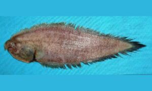 Bengal tongue sole - Pata bata (পাতা বাটা), korol (করল), Vangon (ভাঙ্গন) - Cynoglossus cynoglossus - Type: Bonyfish
