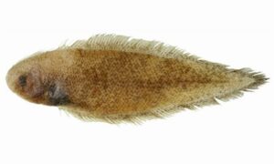 Short-headed Tonguesole - Choto matha Pata mach (ছোট মাথা পাতা মাছ) - Cynoglossus kopsii - Type: Bonyfish