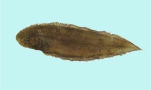Roughscale tonguesole - Kukur jeeb (কুকুর জিব), Chepta macch (চ্যাপ্টা মাছ) - Cynoglossus lida - Type: Bonyfish