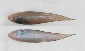 Long tongue sole - Lomba Pata Mach (লম্বা পাতা মাছ), Lomba kukur jib (লম্বা কুকুর জিব) - Cynoglossus lingua - Type: Bonyfish