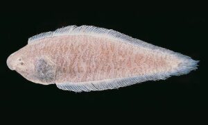 Malabar tonguesole - Kukur jeeb (কুকুর জিব), Chepta macch (চ্যাপ্টা মাছ) - Cynoglossus macrostomus - Type: Bonyfish