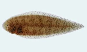 Speckled tonguesole - Kukur jeeb (কুকুর জিব) - Cynoglossus puncticeps - Type: Bonyfish