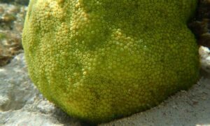 Not known - Not Known. - Cyphastrea chalcidicum - Type: Hardcorals