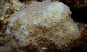 Not known - Not Known. - Cyphastrea serailia - Type: Hardcorals