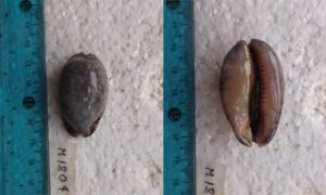 Arabian cowrie - Bagha koyre (বাঘা কড়ি) - Mauritia arabica - Type: Sea_snails