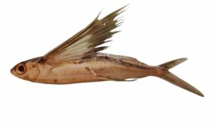 Clearwing flyingfish, Four-winged Flying fish - Urukku mach (উড়ুক্কু মাছ), Uromachh (উড়োমাছ), Urailla (উড়াইল্লা) - Cypselurus comatus - Type: Bonyfish