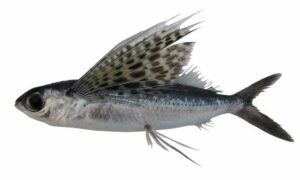 Yellow-wing flyingfish - Fota urukku mach (ফোঁটা উড়ুক্কু মাছ), Uromachh (উড়োমাছ), Fota Ural Machh (ফোঁটা উড়াল মাছ), Urailla (উড়াইল্লা) - Cypselurus poecilopterus - Type: Bonyfish