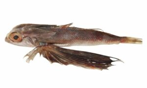 Oriental Flying Gurnard - Urukku machh (উরুক্কু মাছ), Urukku gurnard (উরুক্কু গার্নার্ড) - Dactyloptena orientalis - Type: Bonyfish