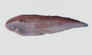 Commerson's sole - Chepta mach (চ্যাপ্টা মাছ), Serboti (সেরবতী), Danchouka serboti (ডানচৌকা সেরবতী), Badami pata mach (বাদামি পাতা মাছ) - Dagetichthys commersonnii - Type: Bonyfish